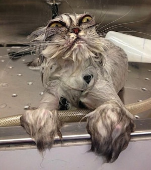 wet cat