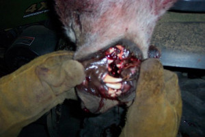 wolf attacks woman in idaho updated idaho wolf hunting wolf hunting