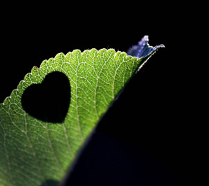 Leaf and Quote About Love