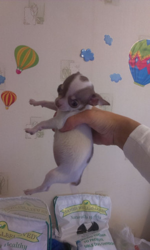 tiny chihuahua puppies £ 650 posted 1 day ago for sale dogs chihuahua ...