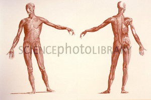 Skeletal Muscle Diagram Front and Back