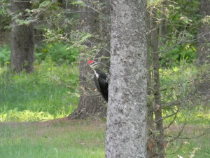 Gallery of Welcome To Rideau River Provincial Park