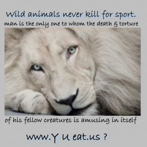 funny lions message, funny wild animals