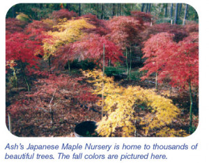 Red Emperor Japanese Maple Tree