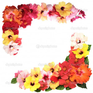 Hibiscus flowers - Stock Image
