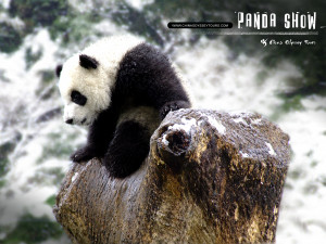 Panda Bear Black And White