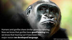 gorillas share similar genes for hearing. Now that we know gorillas ...