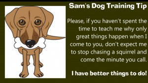 Dog Training Tip