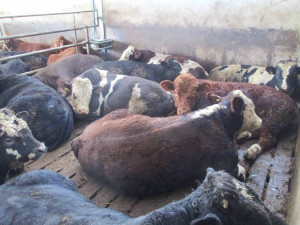 Cattle quotes unchanged despite short week