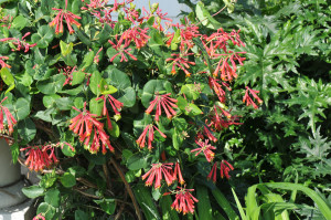 Trumpet Honeysuckle Lonicera Sempervirens