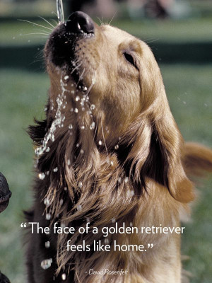 Quotes About Dogs - Dog Quotes - Good Housekeeping