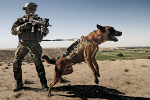 German KSK Assaulter with military working dog