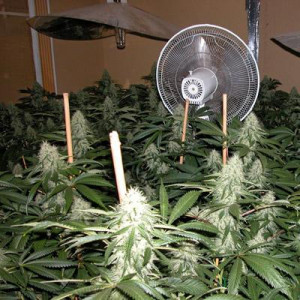 How To Choose The Right Indoor Marijuana Grow Lights