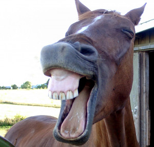 horse+laugh.jpg