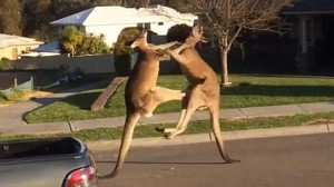 kangaroo-kickboxing.jpg