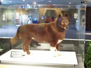 Balto is on display at the Cleveland Museum of Natural History.