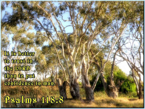Psalm 118:8 Australian Gum Trees