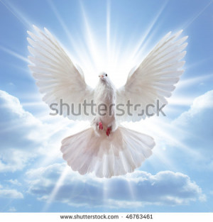 Dove in the air with wings wide open in-front of the sun