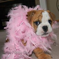 ... care english bulldog dressed up like a veterinarian giving check up