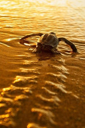 Baby Turtle Heading to the SeaWater, Life, Sunsets, The Ocean, Beach ...