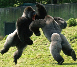 Related Epic Gorilla Fight