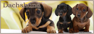 -pet-dachshund-hot-dog-hotdog-weiner-puppy-puppies-fb-facebook-cover ...