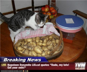 Breaking News - Napoleon Dynamite LOLcat quotes 