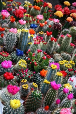 ... Plant – When I buy one how do I know if the cactus will bloom