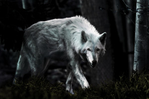 Dark Wolf by Rate19