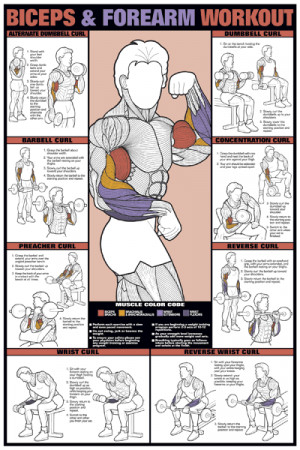 ... Charts -Posters > 11 x 16 Algra Bicep & Forearm Workout Fitness Chart