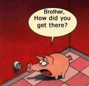 Funny Pig