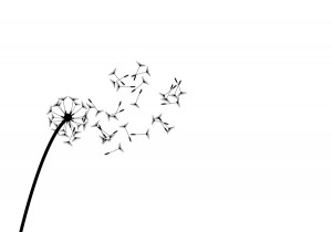 Blowing Dandelion Drawing The