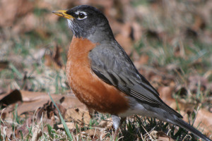 American Red Robin Bird