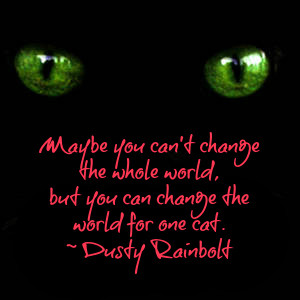 Cat and Paranormal Quotes by Dusty Rainbolt