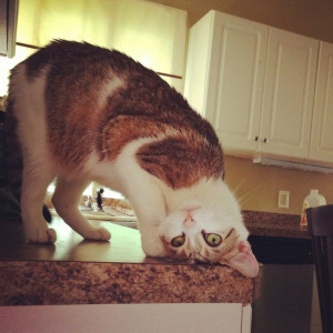 Say hi to Lucky, she likes to be upside down.