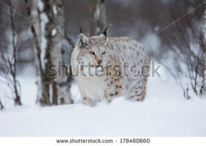 Funny Quotes Canadian Lynx Hunting 450 X 302 39 Kb Jpeg