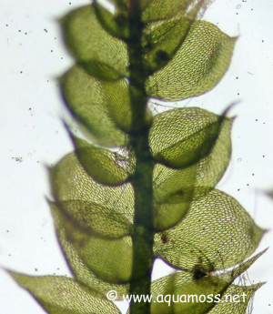 Vesicularia Montagnei Christmas Moss
