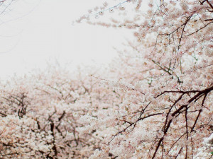 cherry blossoms, flower, japanese, photography, sakura