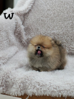 ... wee lil Hallie awesome micro baby girl! AVAILABLE! Baby Pomeranian
