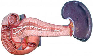 Liver Pancreas Spleen Model Anatomy
