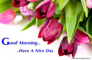 Beautiful Good Morning Have a Nice Day Images HD Free Download