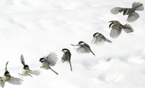 birds-in-flight-232.jpg