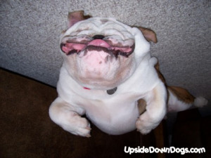 english bulldog funny pictures 170 - English Bulldog Funny Pictures