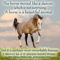 moved like a dancer, which is not surprising. The horse is a beautiful ...