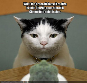 funny cat pictures with captions funny cat pictures funny cat photos ...
