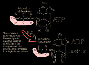 this reaction is commonly referred to as the hydrolysis of ATP.