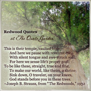 and sequoia trees updated and expanded, on the page of tree quotes ...