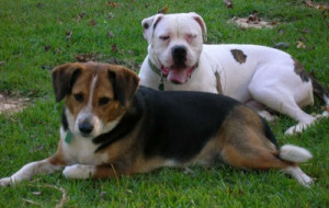 beagle border collie mix puppy