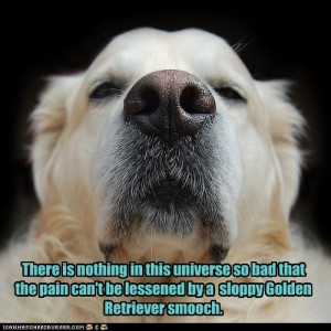 Golden Retriever Pictures With Sayings Inspiring stories about golden