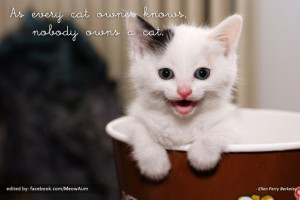 As Every Cat Owner Knows Nobody Owns A Cat ;)